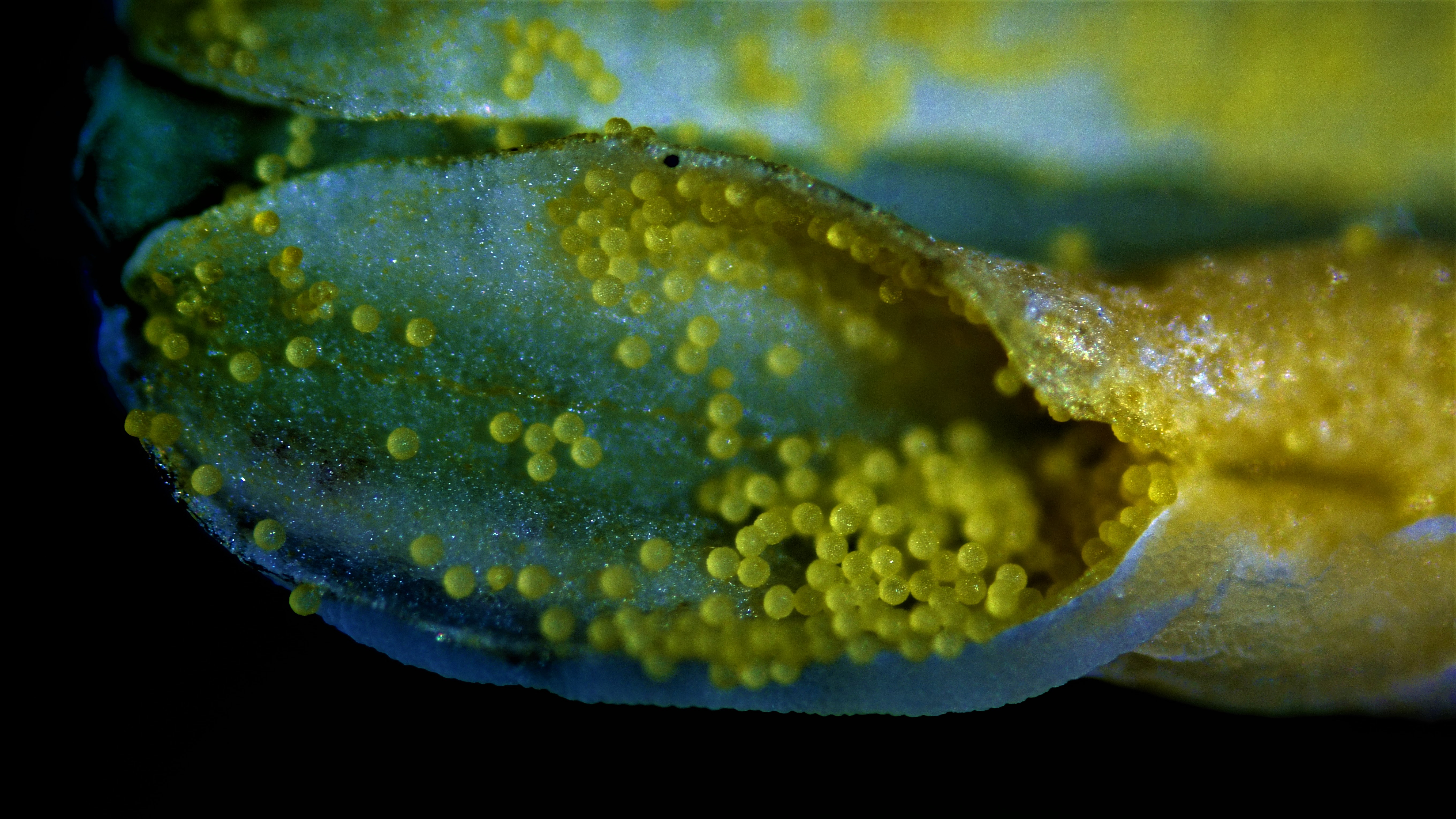 Pollen