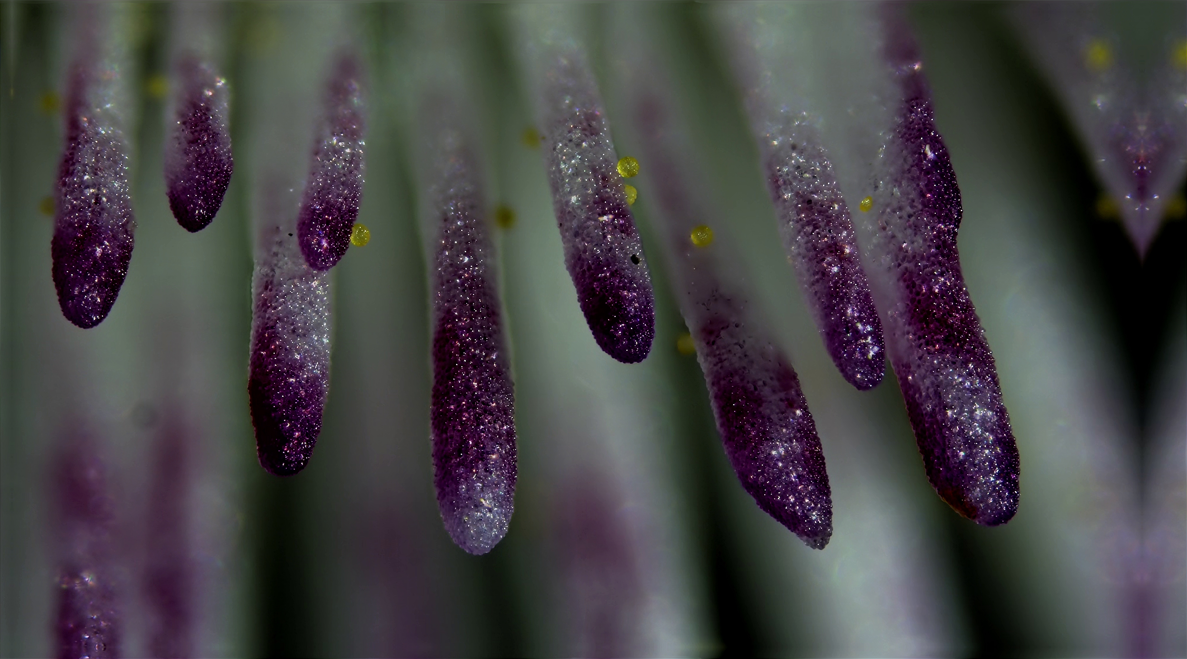 Purple Flower and Pollen