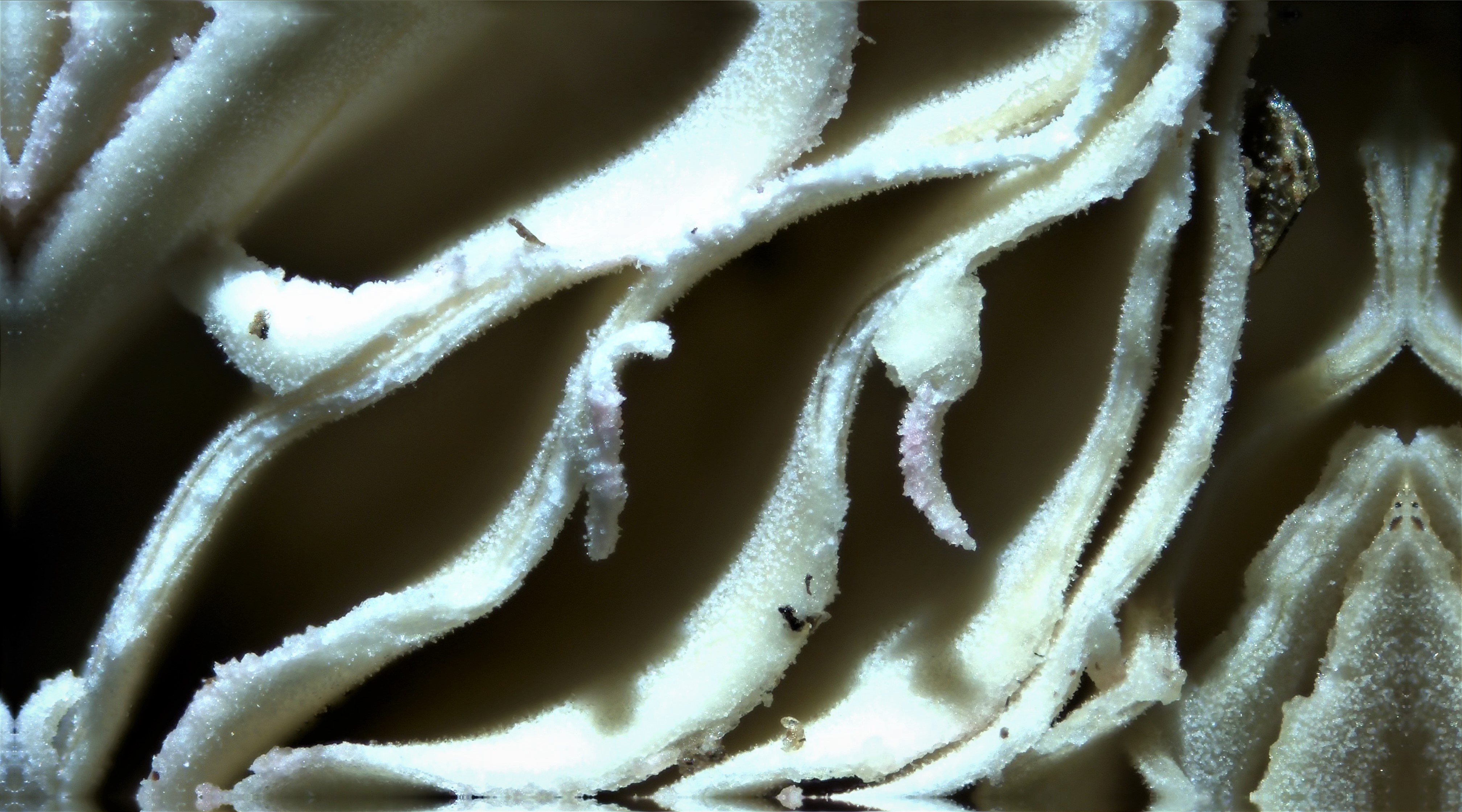 mushroom gills and larvae?