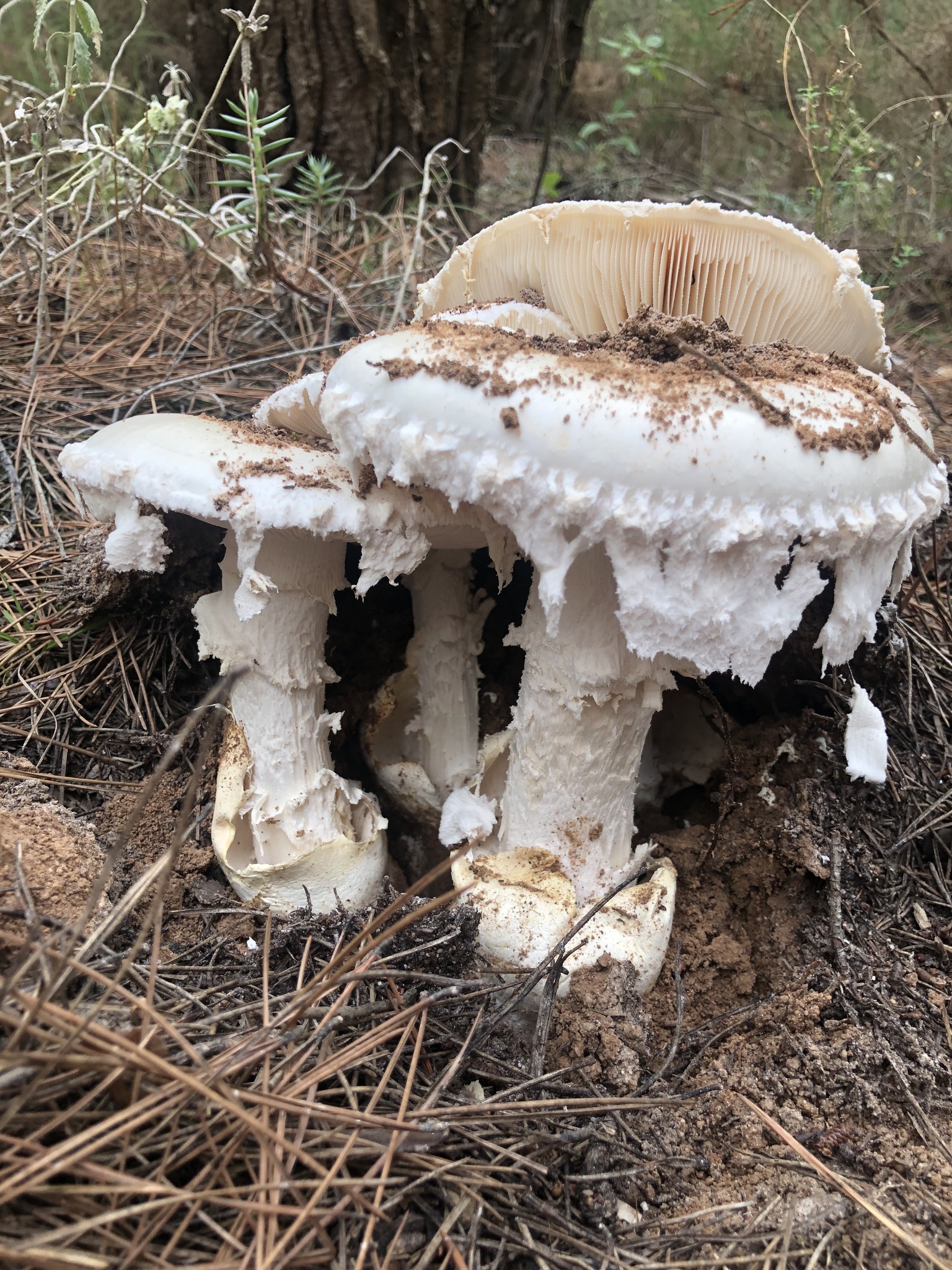 Bearded Amanita