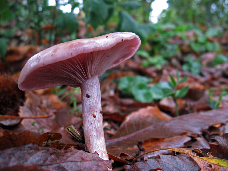Blewit