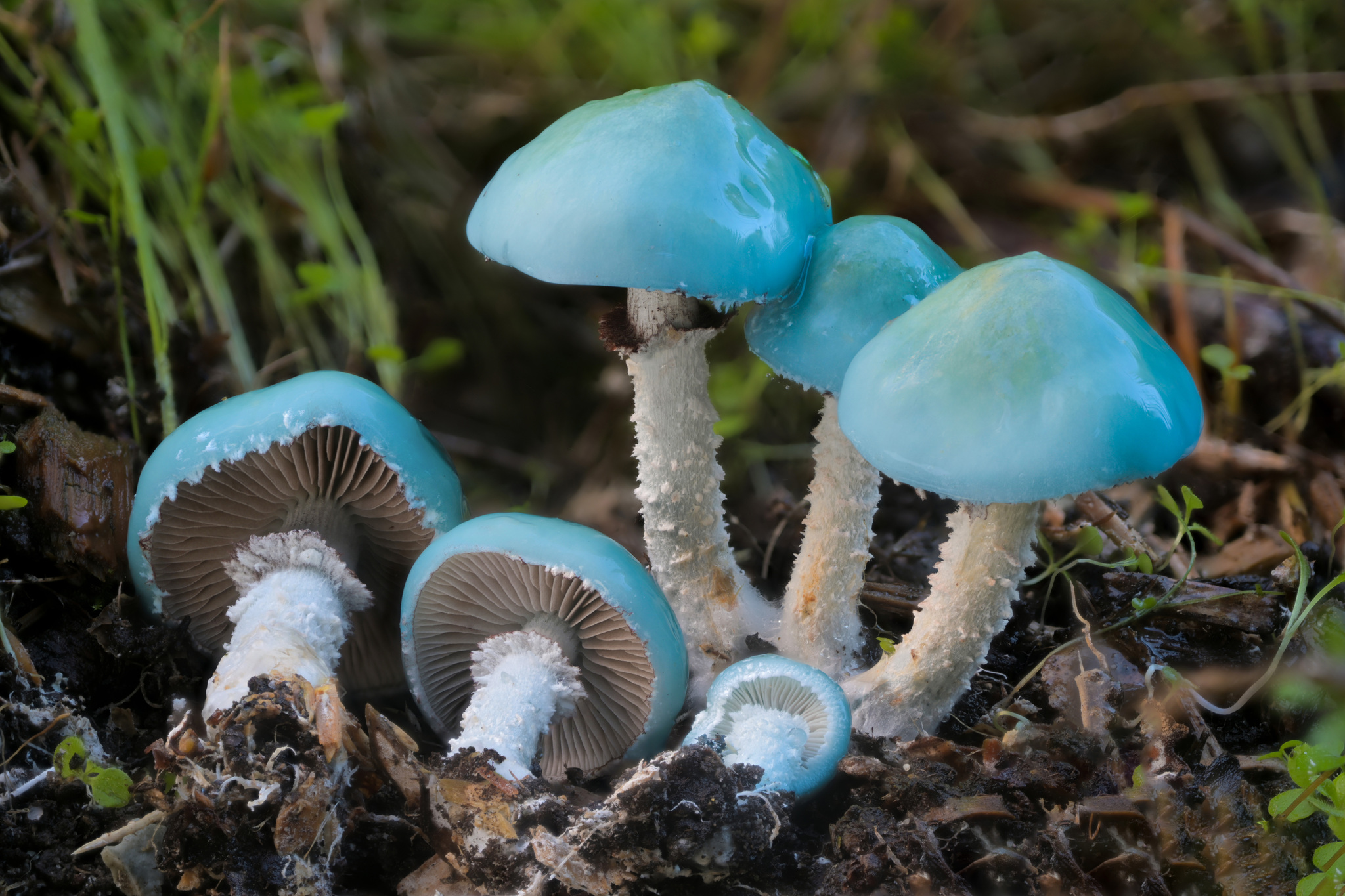 Blue Roundhead