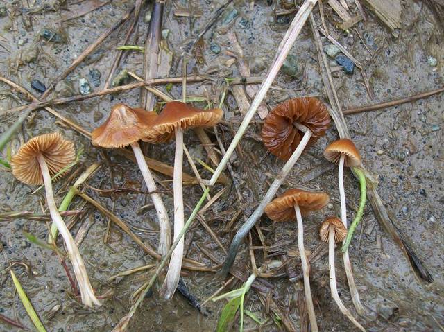 Conocybula Cyanopus