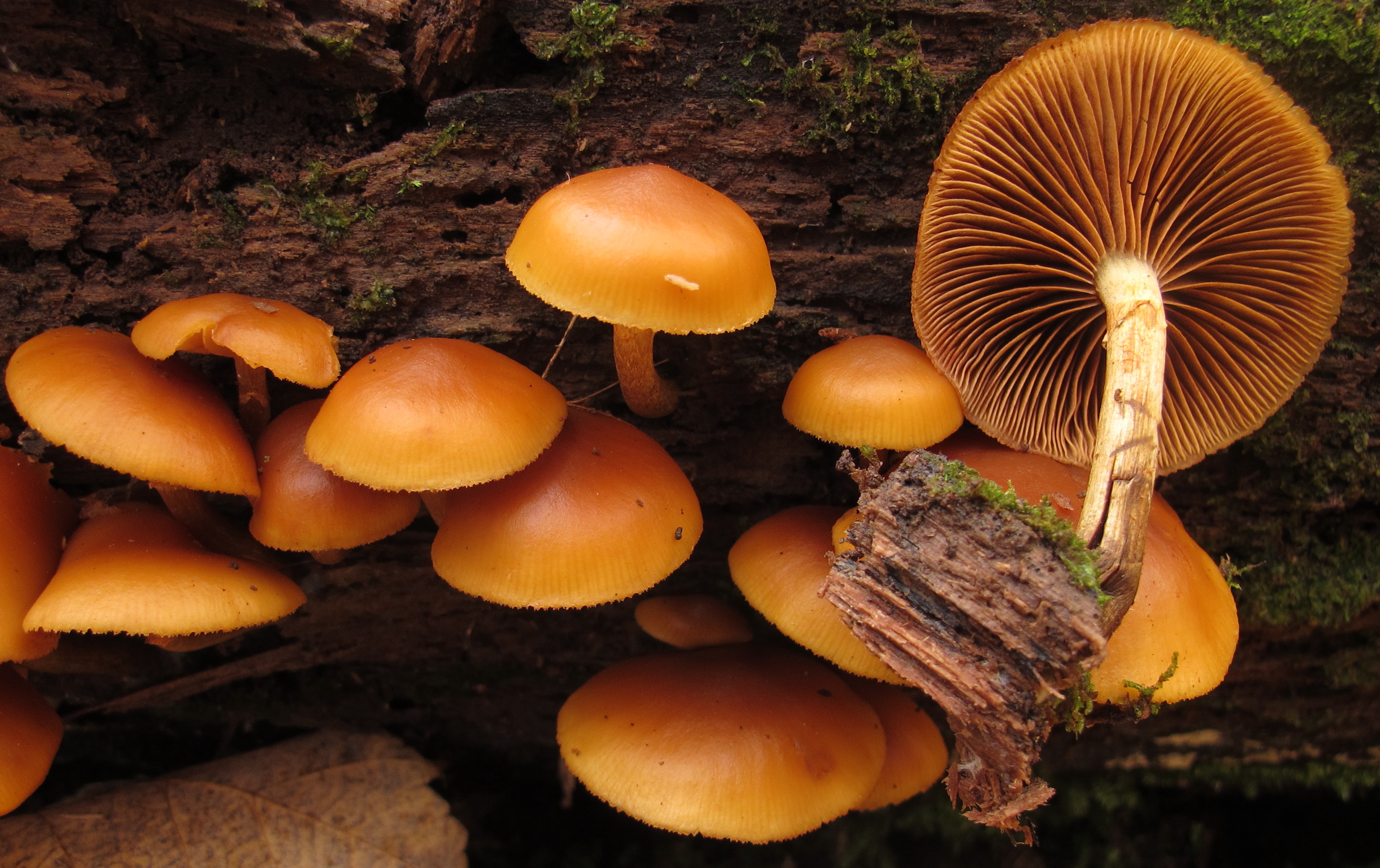 Deadly Galerina