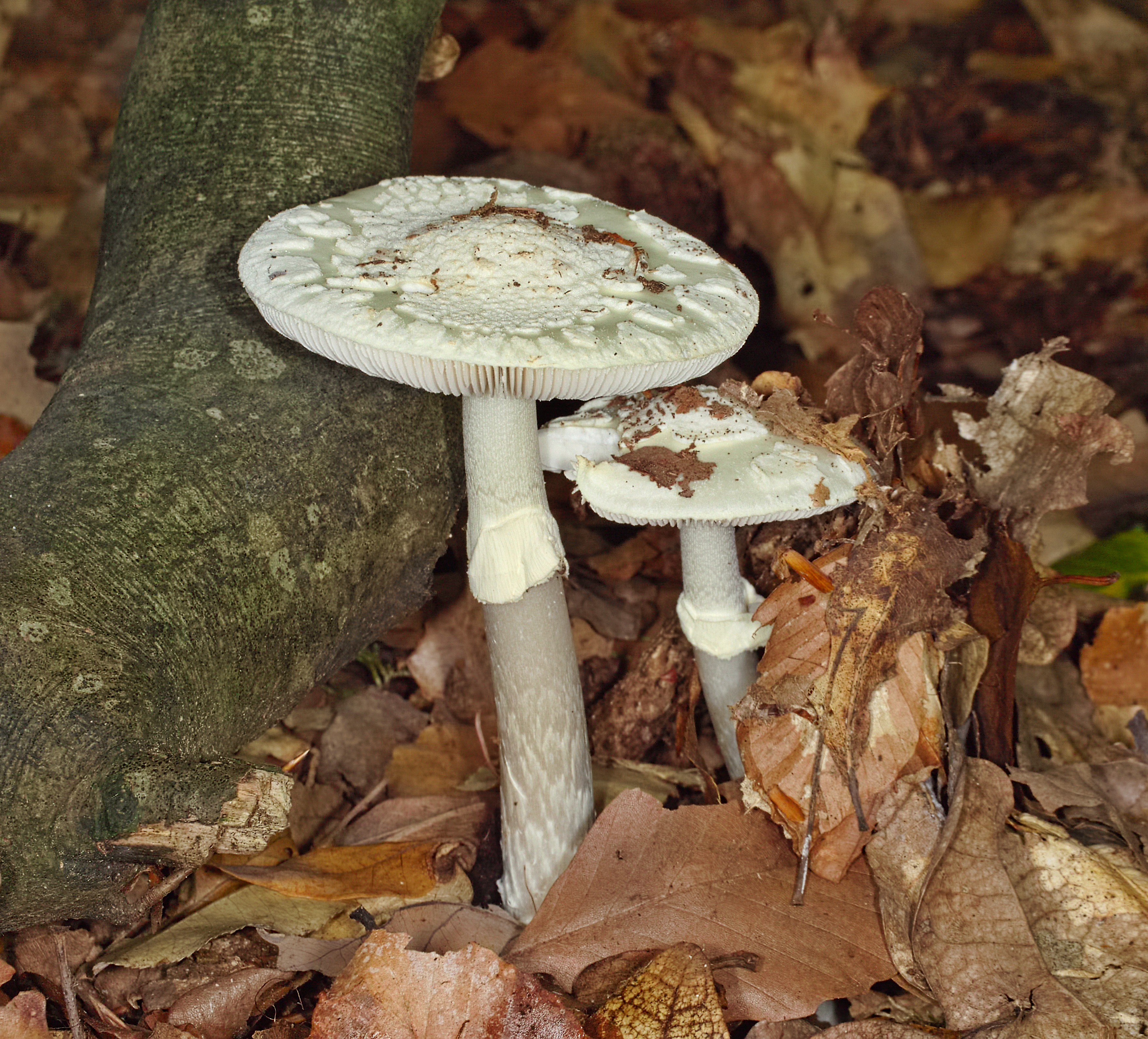 Deathcap