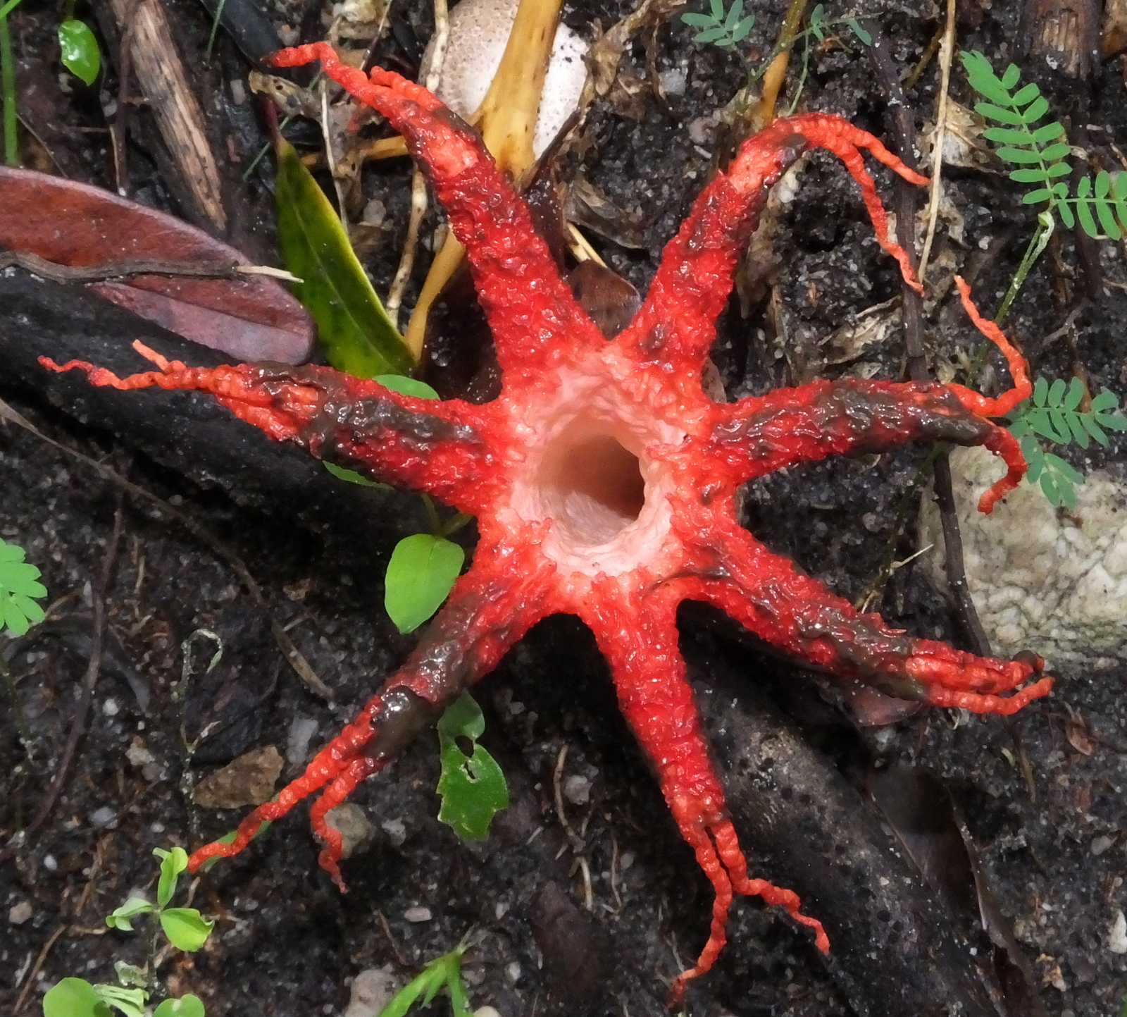 Devil's Fingers