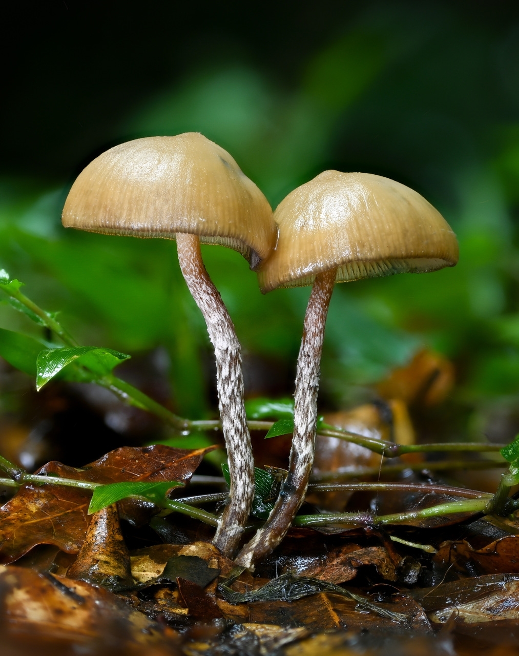 Drunken Mushroom