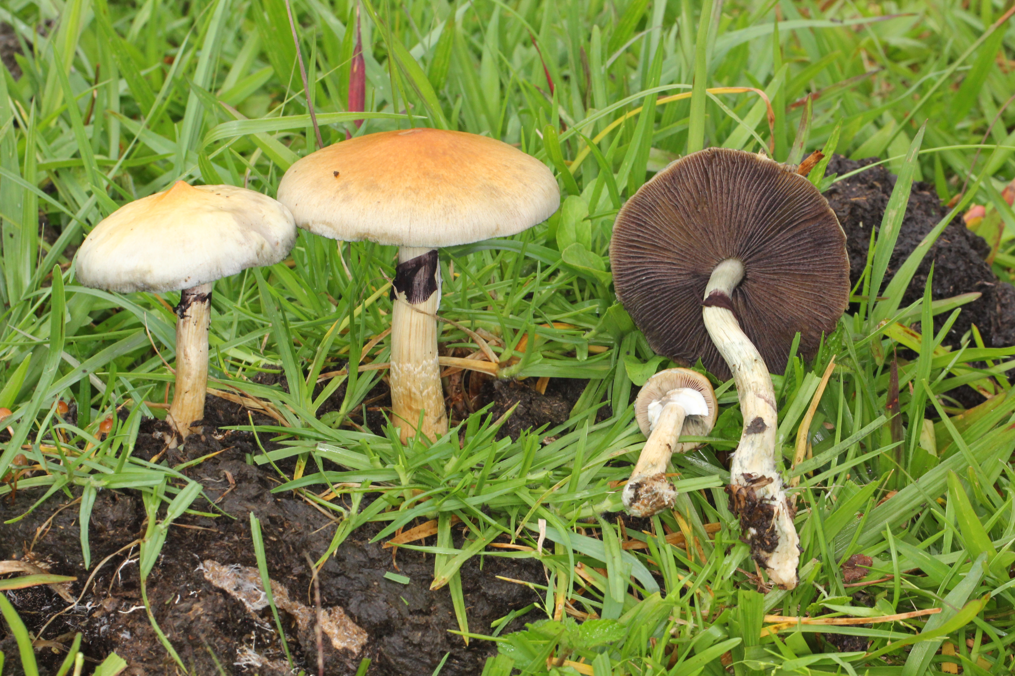 Golden Teacher