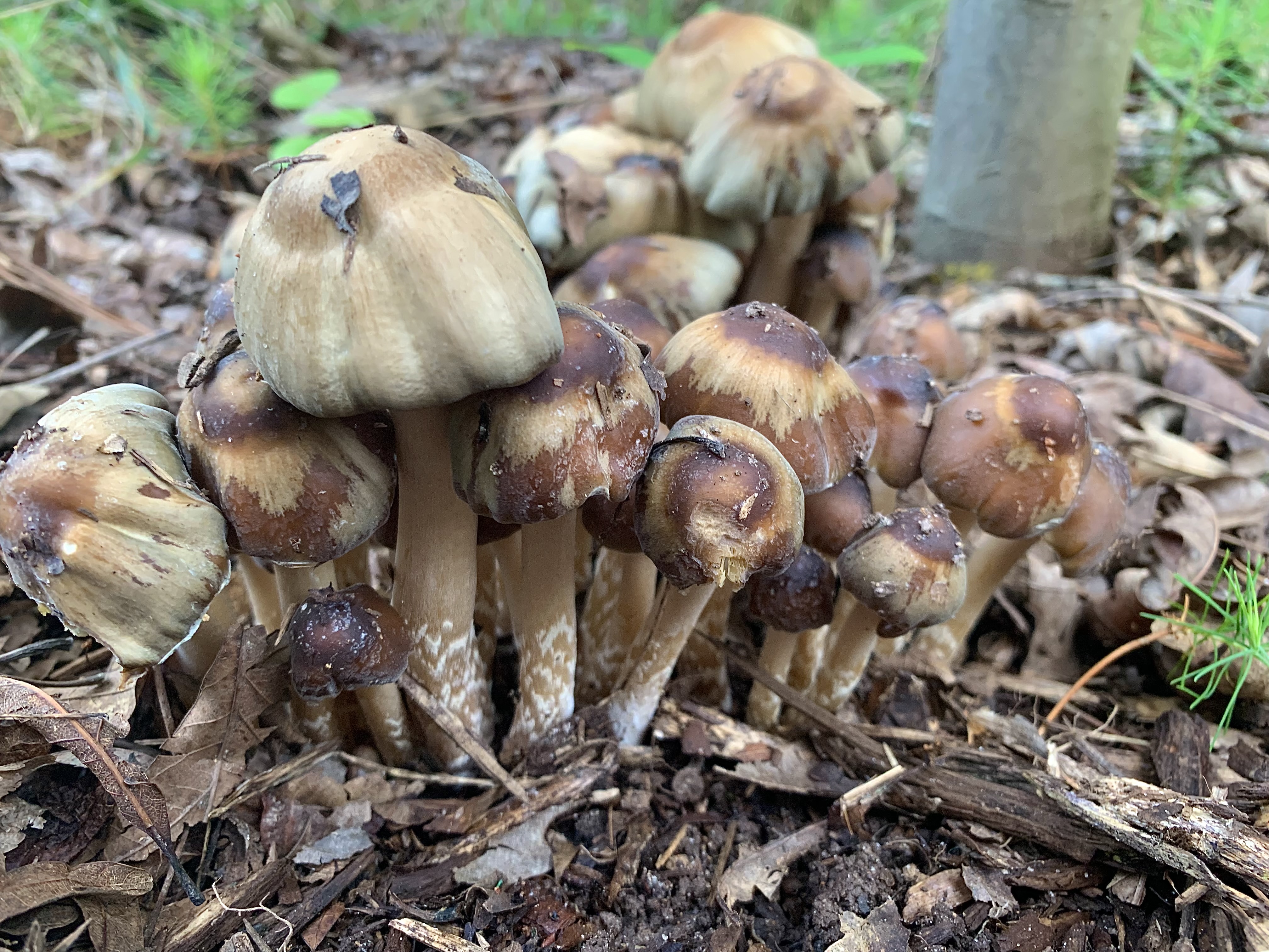 Landslide Mushroom