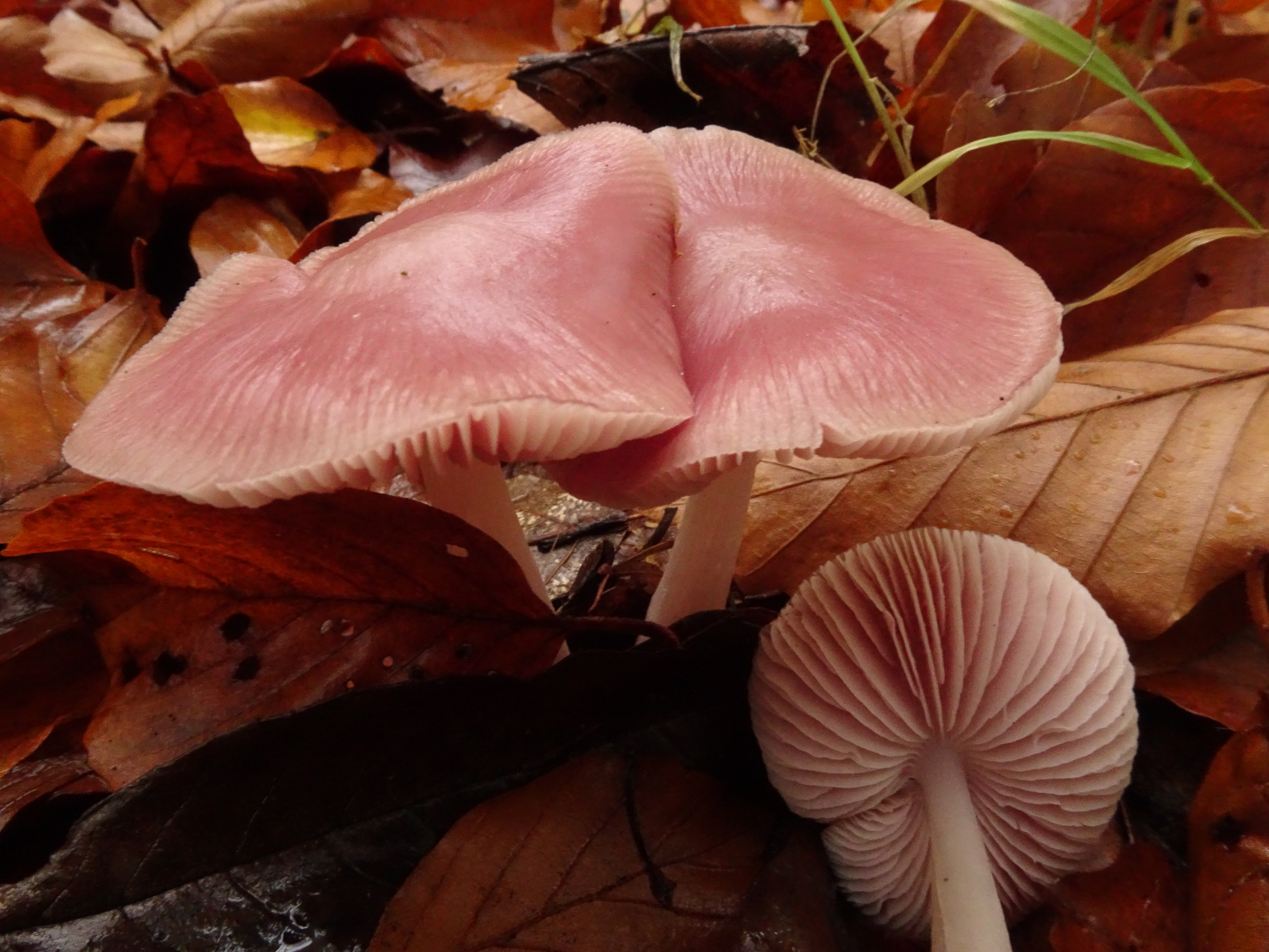 Lilac Mycena