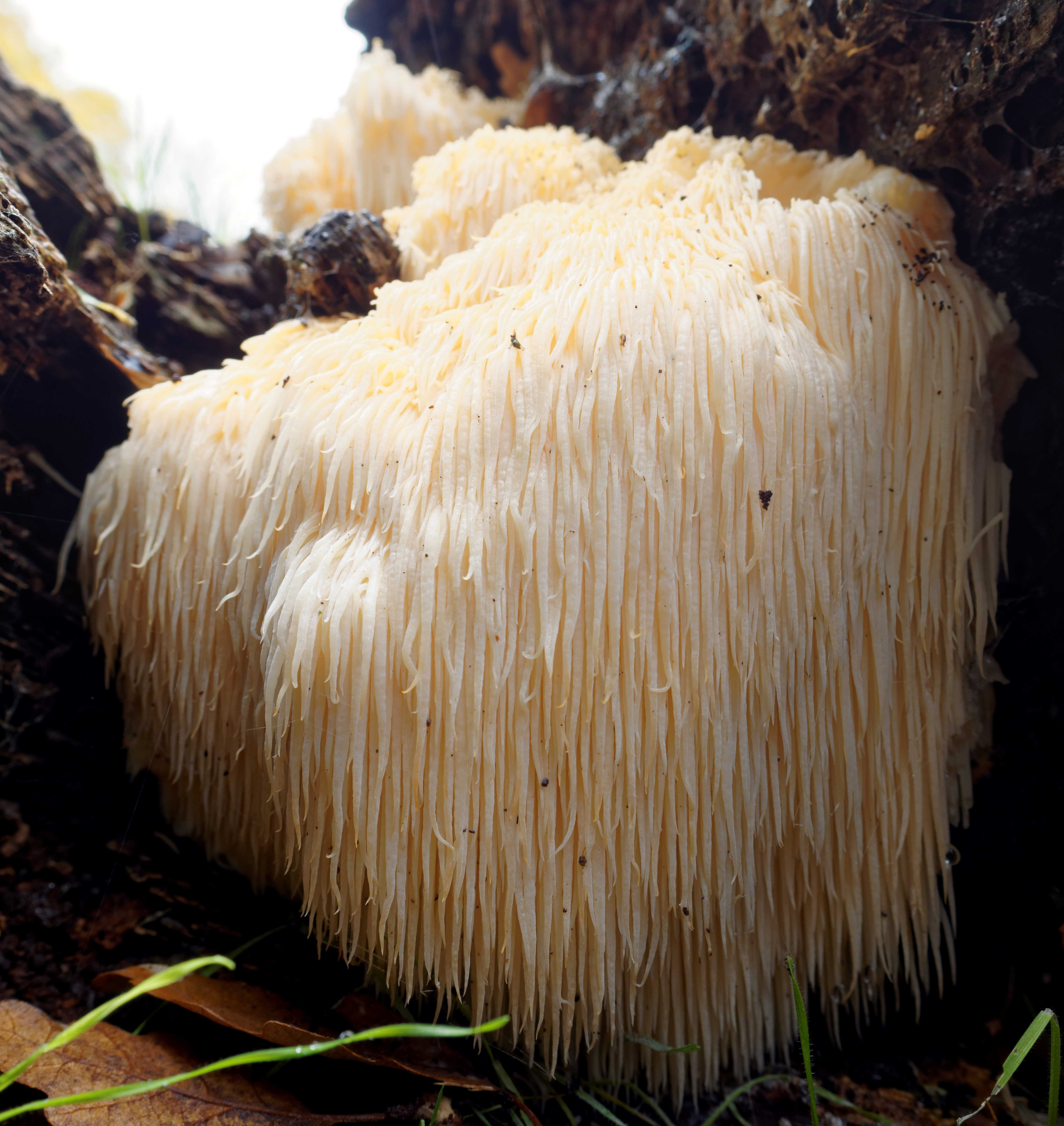 Lion's Mane