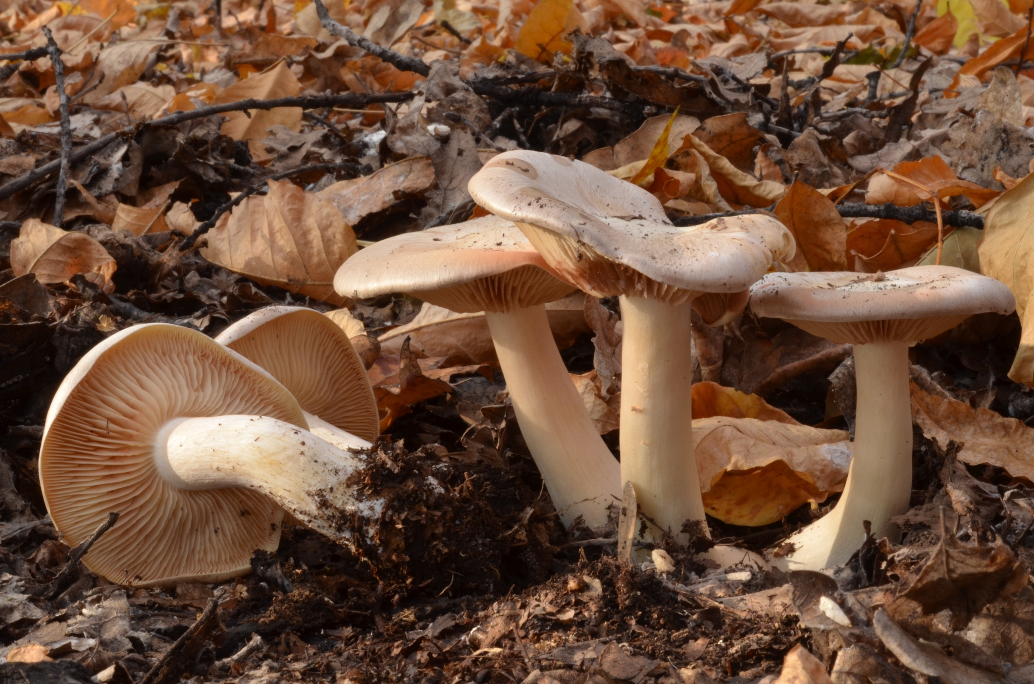 Livid Entoloma