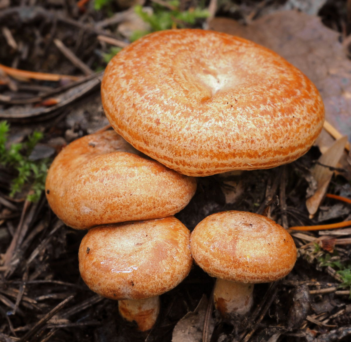 Milk Cap