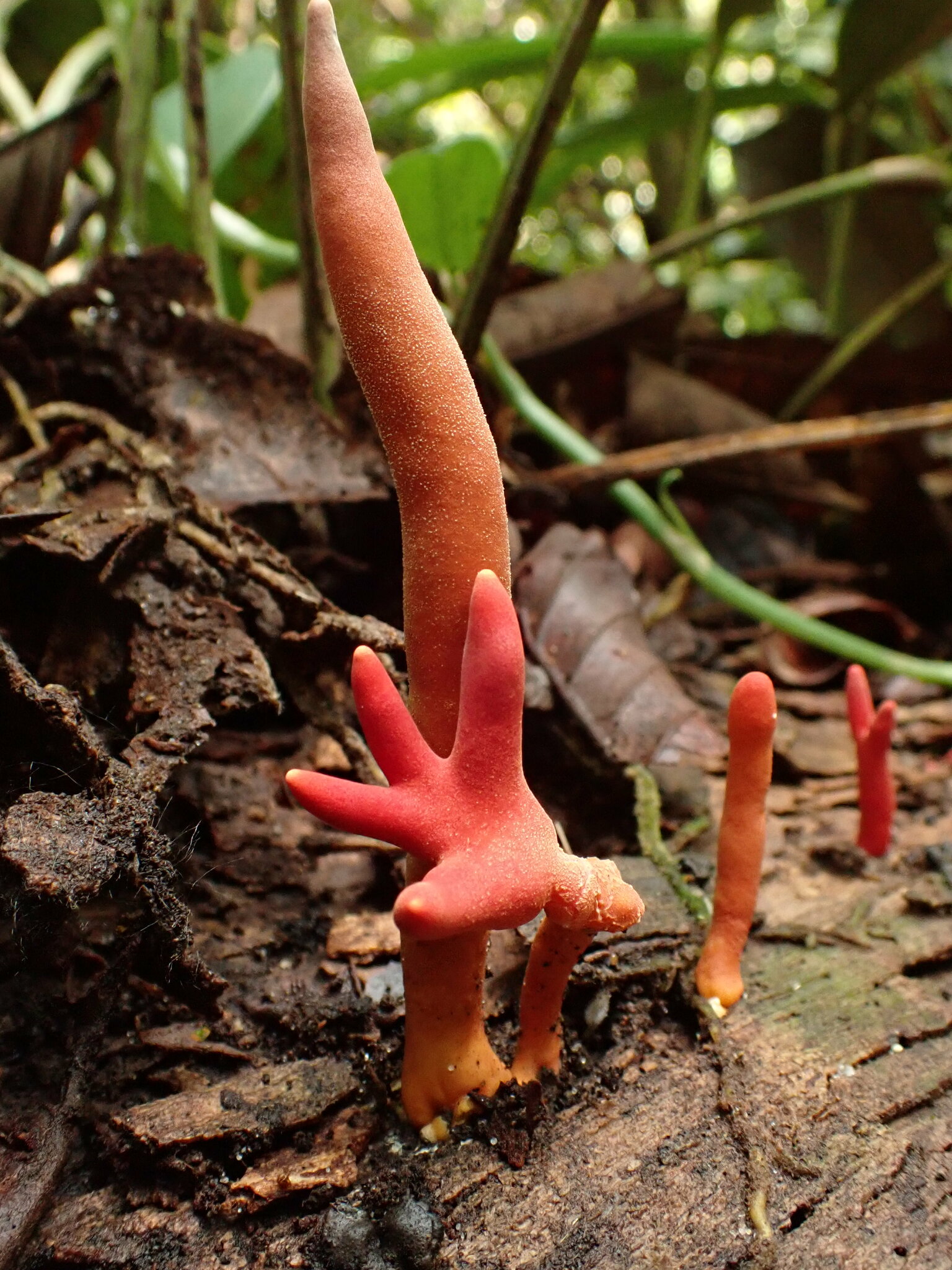 Poison Fire Coral