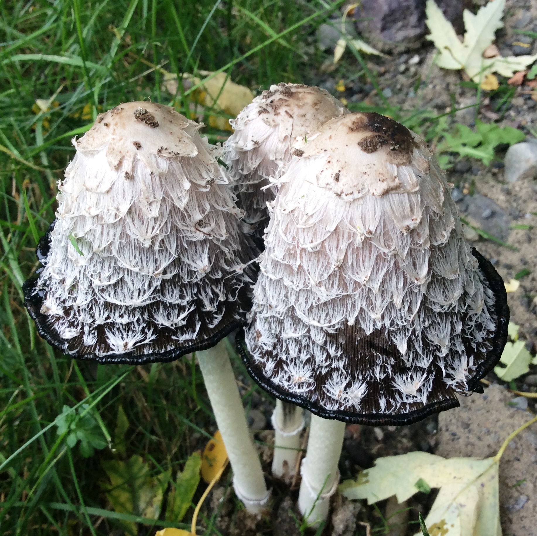 Shaggy Ink Cap