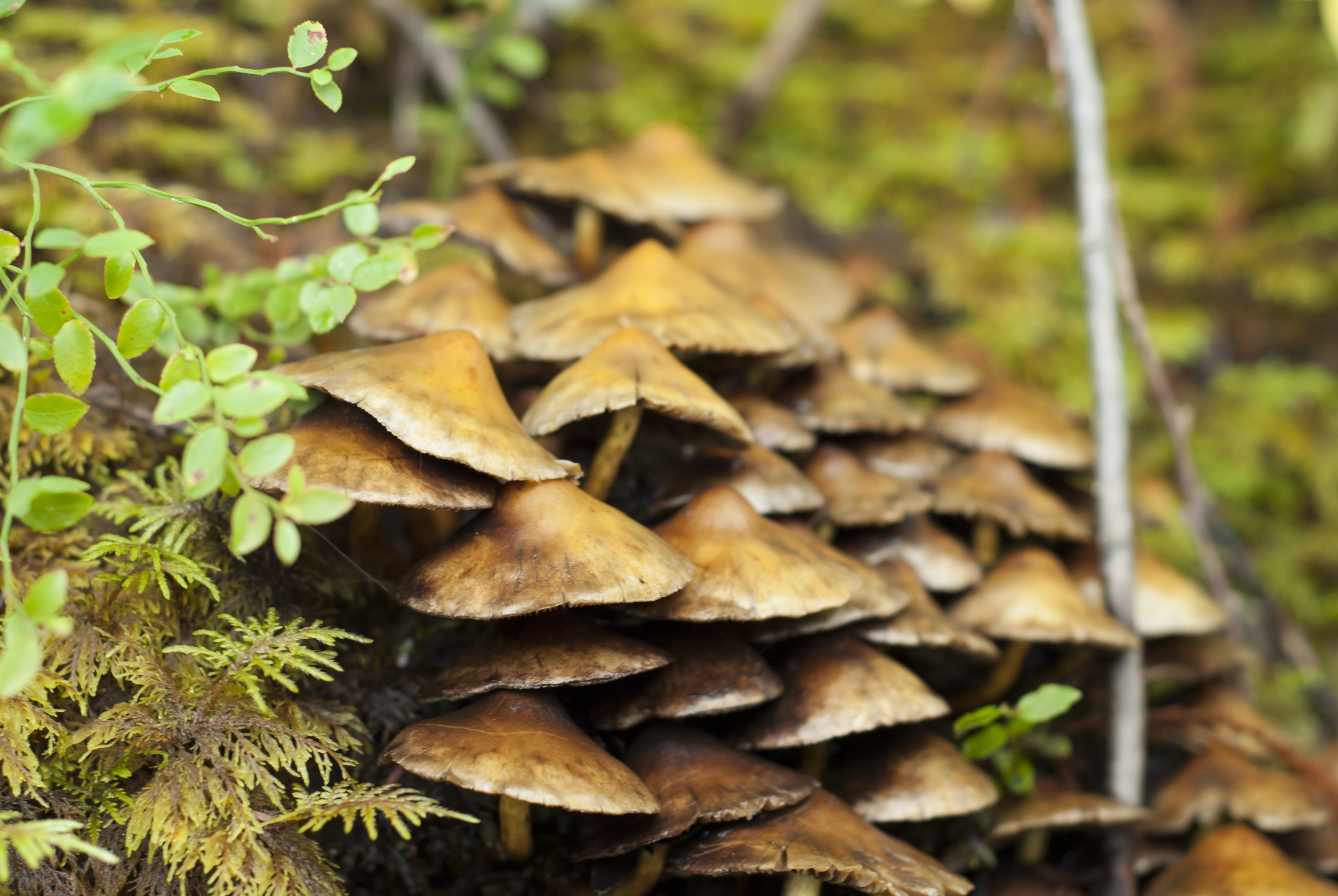 Sulphur Tuft