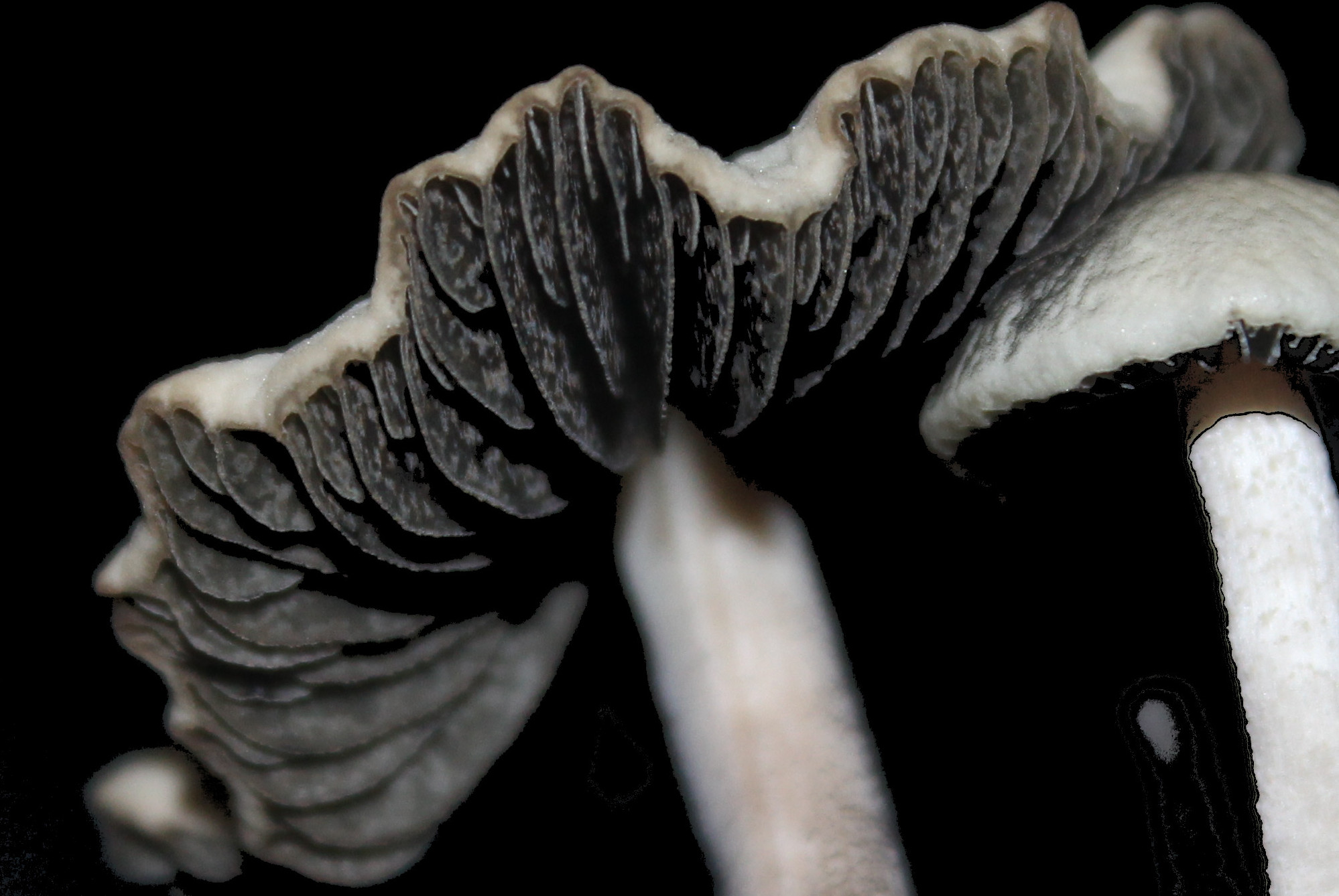 Mushroom Database