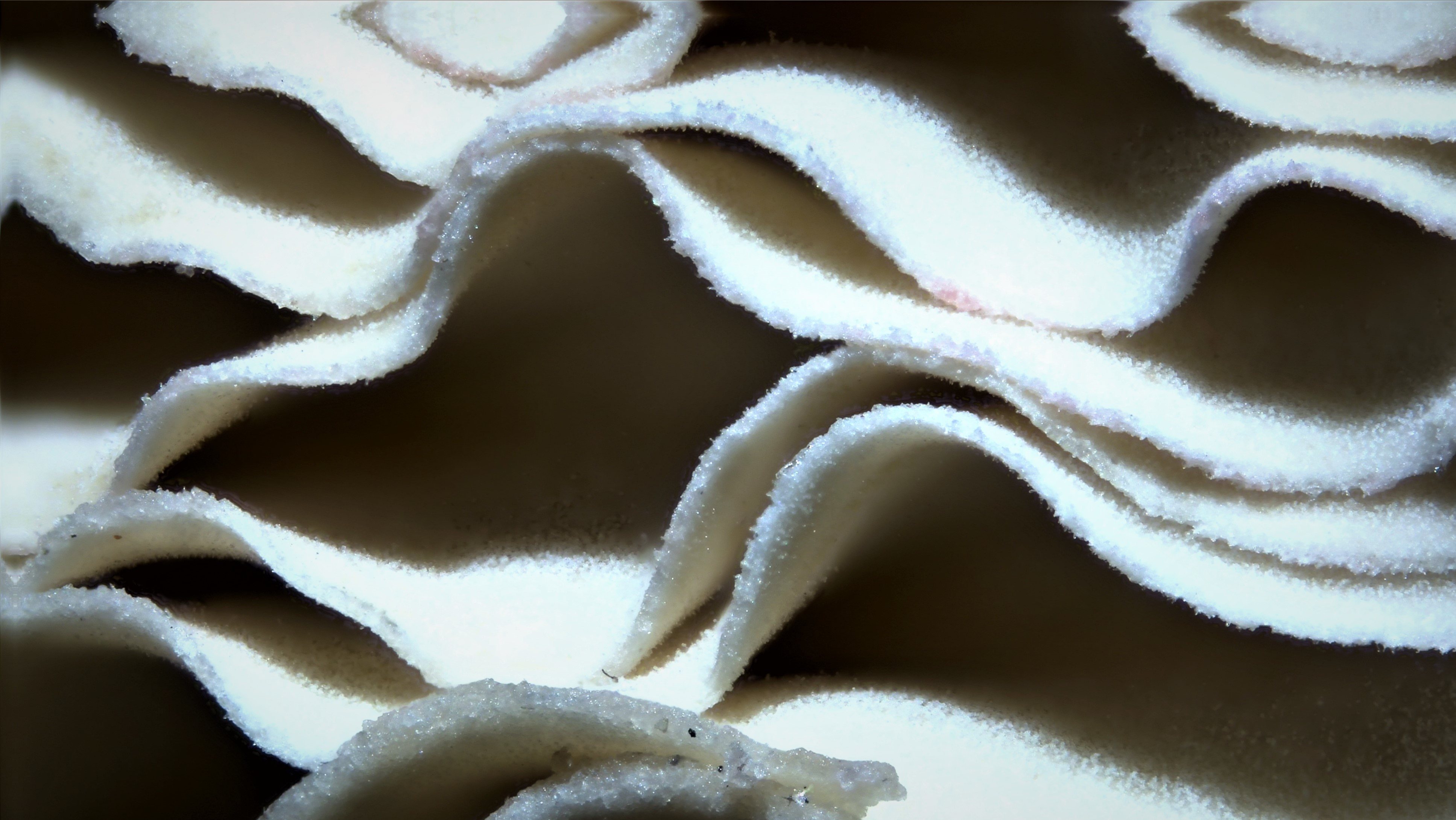 Shroom Gills