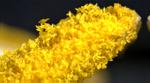 yellow stamen with pollen